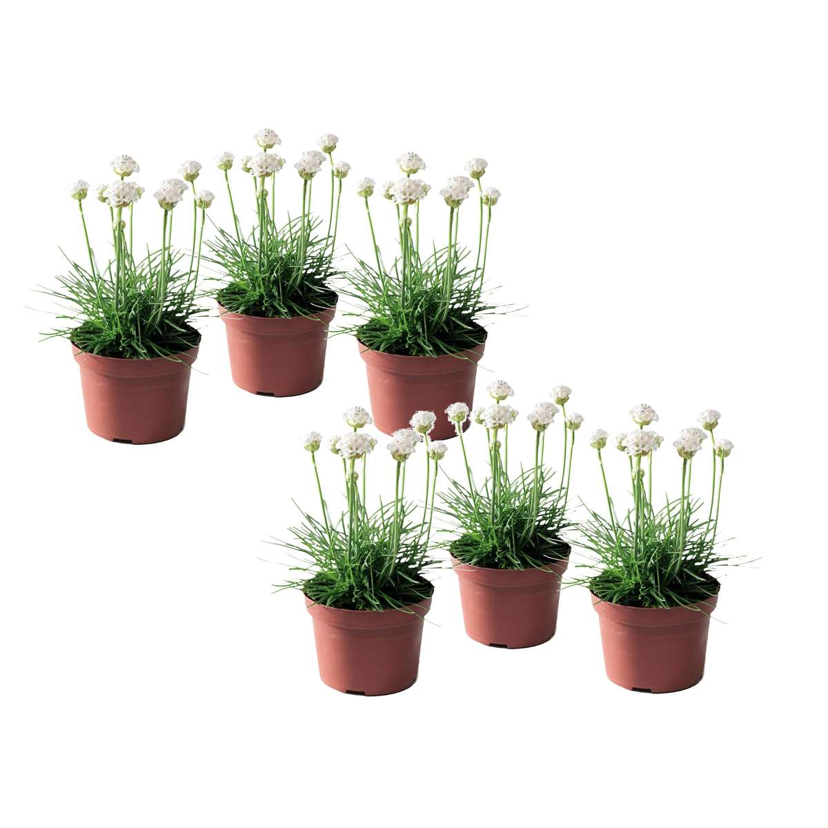 Oeillet des sables - Set de 6 - Armeria maritima 'Deep White' - H20-30cm - ⌀12cm