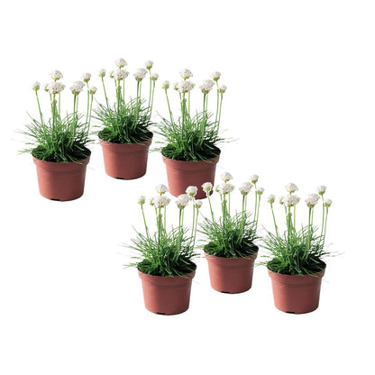 Oeillet des sables - Set de 6 - Armeria maritima 'Deep White' - H20-30cm - ⌀12cm