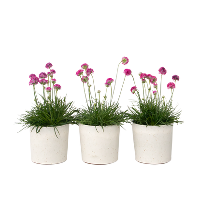 Oeillet des sables - Set de 3 - Armeria maritima 'Deep Rose' - H20-30cm - ⌀12cm