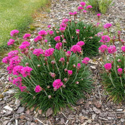 Oeillet des sables - Set de 6 - Armeria maritima 'Deep Rose' - H20-30cm - ⌀12cm