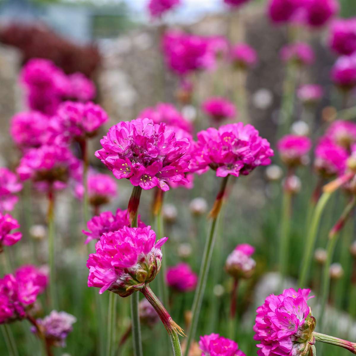 Oeillet des sables - Set de 6 - Armeria maritima 'Deep Rose' - H20-30cm - ⌀12cm