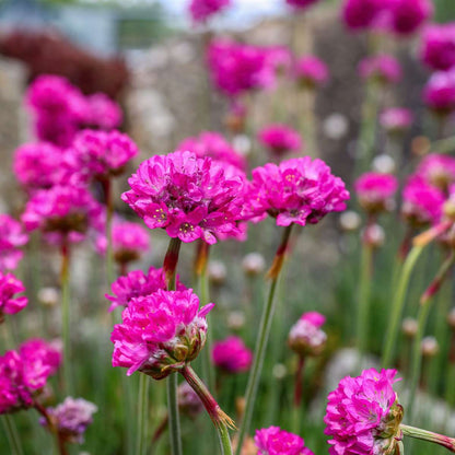 Oeillet des sables - Set de 6 - Armeria maritima 'Deep Rose' - H20-30cm - ⌀12cm