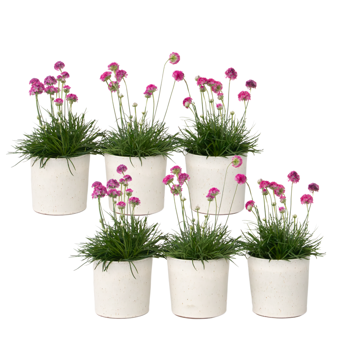 Oeillet des sables - Set de 6 - Armeria maritima 'Deep Rose' - H20-30cm - ⌀12cm
