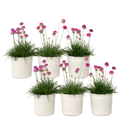 Oeillet des sables - Set de 6 - Armeria maritima 'Deep Rose' - H20-30cm - ⌀12cm
