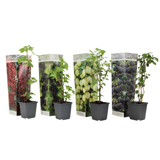 Berry Mix - 4 pcs. - Rubus, rubrum, Uva, Fructosus - Height 25-40cm - ⌀9cm