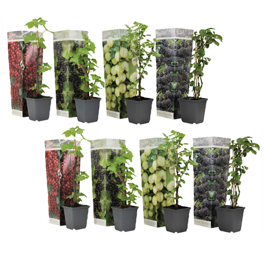Berry Mix - 8 pcs. - Rubus, rubrum, Uva, Fructosus - Height 25-40cm - ⌀9cm