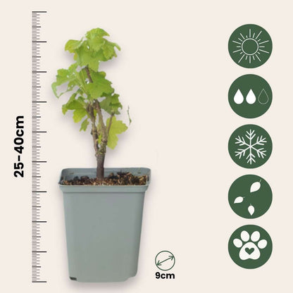 Groseillier à grappes - Lot de 3 - Ribes rubrum - Hauteur 25-40cm - ⌀9cm
