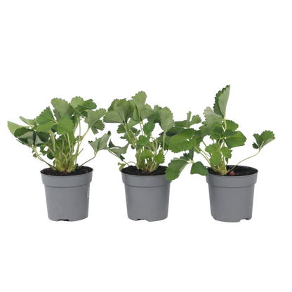 Fraisier - Set de 3 - Fragaria x ananassa 'Roman' - Hauteur 15-20cm - ⌀9cm