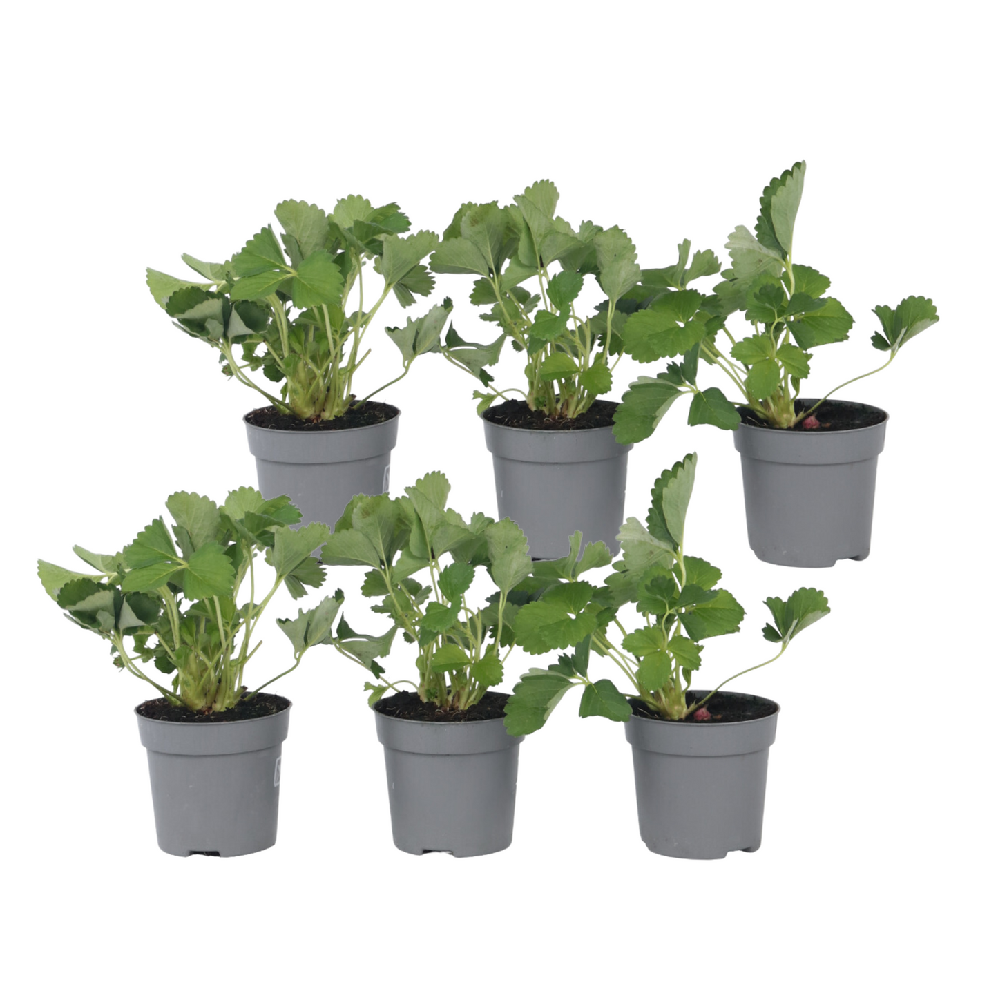 Fraisier - Set de 6 - Fragaria x ananassa 'Roman' - Hauteur 15-20cm - ⌀9cm