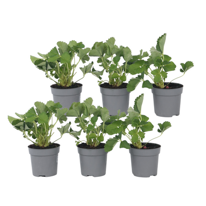 Fraisier - Set de 6 - Fragaria x ananassa 'Roman' - Hauteur 15-20cm - ⌀9cm