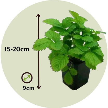 Fraisier - Set de 6 - Fragaria x ananassa 'Roman' - Hauteur 15-20cm - ⌀9cm