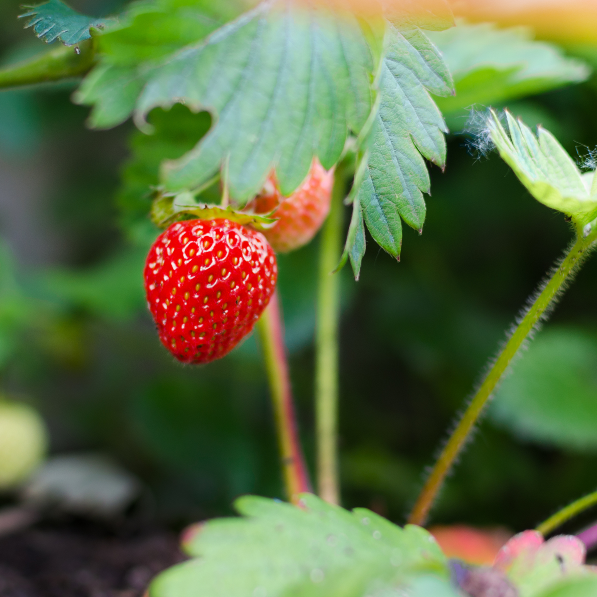 Fraisier - Set de 6 - Fragaria x ananassa 'Roman' - Hauteur 15-20cm - ⌀9cm