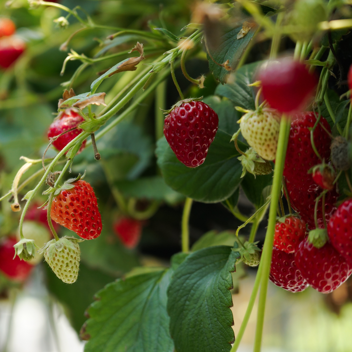 Fraisier - Set de 6 - Fragaria x ananassa 'Roman' - Hauteur 15-20cm - ⌀9cm