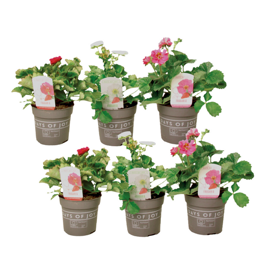 Strawberry plant - 6 pcs. - Fragaria 'Summer Breeze' - Height 15-25cm - ⌀10,5cm