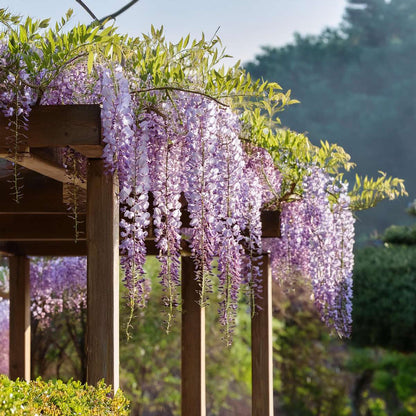 Glycine - Set de 3 - Wisteria sinensis - Hauteur 25-40cm - ⌀9cm