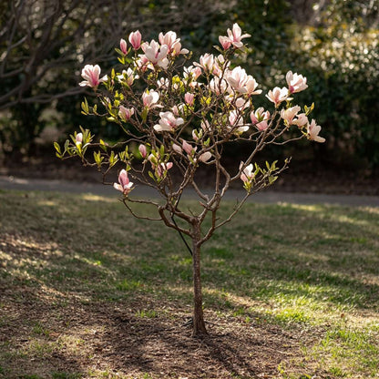 Magnolias - 6 pcs. - Magnolia - Height 25-40cm - ⌀9cm