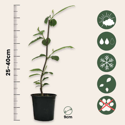 Arbre à tulipes - Set de 6 - Magnolia - Hauteur 25-40cm - ⌀9cm