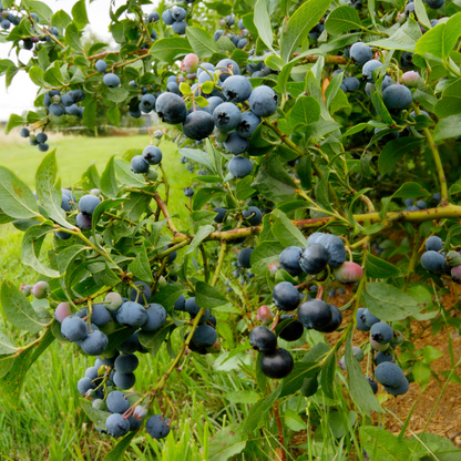 Myrtille - Set de 6 - Vaccinium corymbosum 'Sunshine Blue' - H25-40cm - ⌀9cm