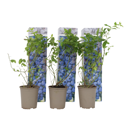 Blueberry - 3 pcs. - Vaccinium corymbosum 'Sunshine Blue' - H25-40cm - ⌀9cm