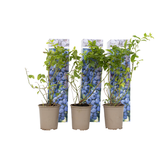 Blueberry - 6 pcs. - Vaccinium corymbosum 'Sunshine Blue' - H25-40cm - ⌀9cm
