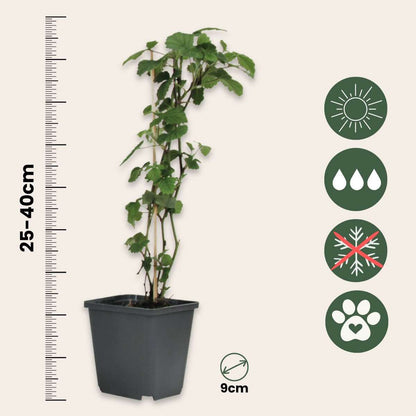 Trompette des Anges - Set de 3 - Brugmansia - Hauteur 25-40cm - ⌀9cm