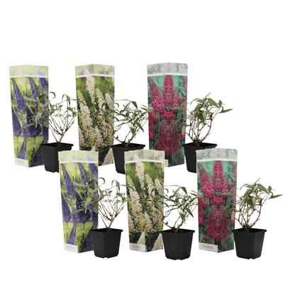 Summer lilac - 6 pcs. - Buddleja davidii - Height 25-40cm - ⌀9cm