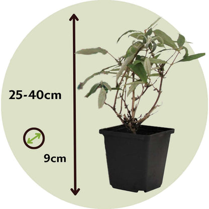 Summer lilac - 6 pcs. - Buddleja davidii - Height 25-40cm - ⌀9cm