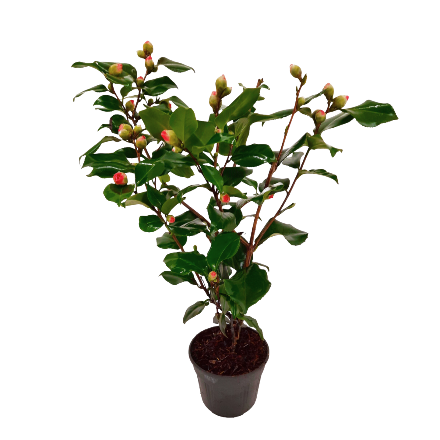 Camélia - Camellia japonica 'Dr. King' - Hauteur 50-60cm - ⌀15cm