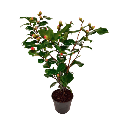 Camélia - Camellia japonica 'Dr. King' - Hauteur 50-60cm - ⌀15cm