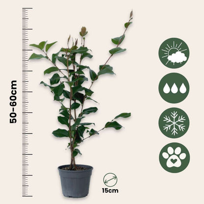 Camélia - Camellia japonica 'Dr. King' - Hauteur 50-60cm - ⌀15cm