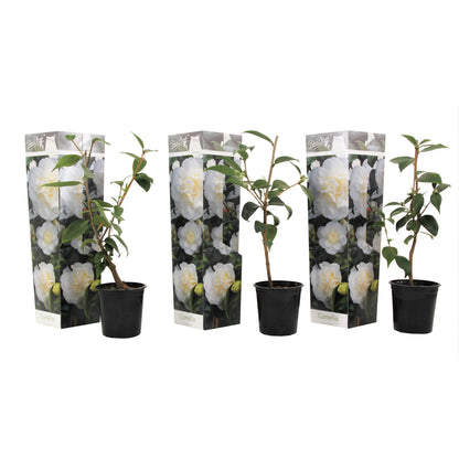 Camélia - Set de 3 - Camellia japonica 'Brush Field' - Hauteur 25-40cm - ⌀9cm