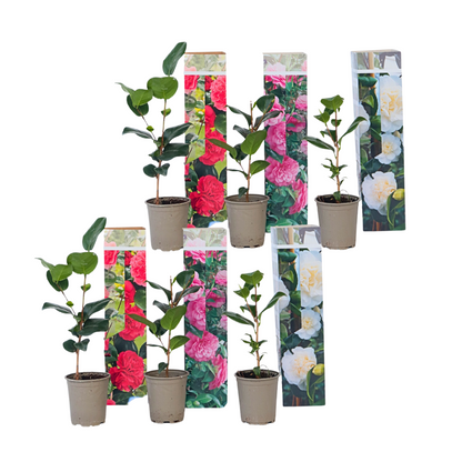 Camélia - Set de 6 - Camellia japonica - Hauteur 25-40cm - ⌀9cm