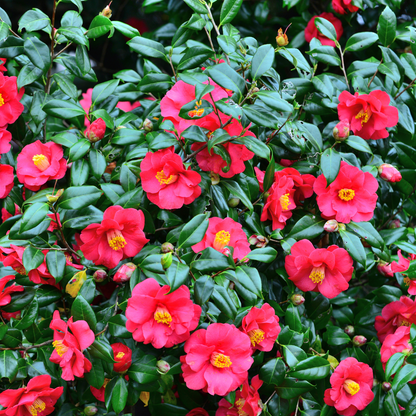 Camélia - Set de 3 - Camellia japonica 'Bonomiana' - Hauteur 25-40cm - ⌀9cm