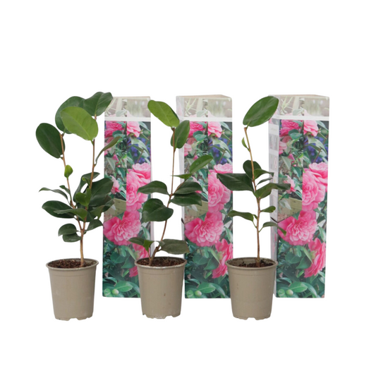 Japanese camellia - 3 pcs. - Camellia japonica 'Bonomiana' - H25-40cm - ⌀9cm