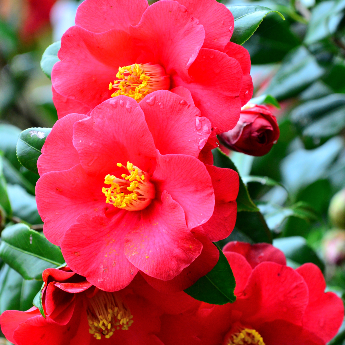 Camélia - Set de 3 - Camellia japonica 'Lady Campbell' - Hauteur 25-40cm - ⌀9cm - TD Plantz