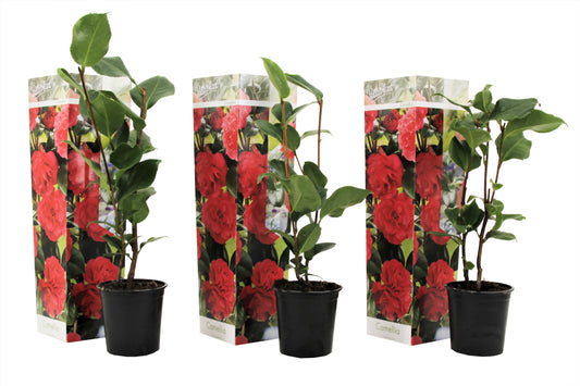 Japanese camellia - 3 pcs. - Camellia japonica 'Lady Campbell' - H25-40cm - ⌀9cm
