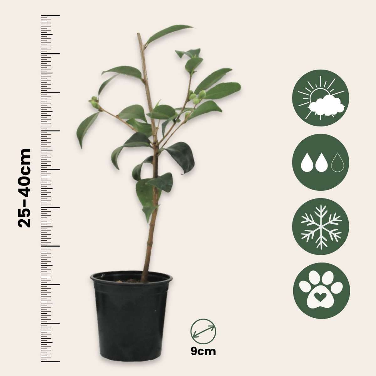 Camélia - Set de 3 - Camellia japonica 'Lady Campbell' - Hauteur 25-40cm - ⌀9cm - TD Plantz