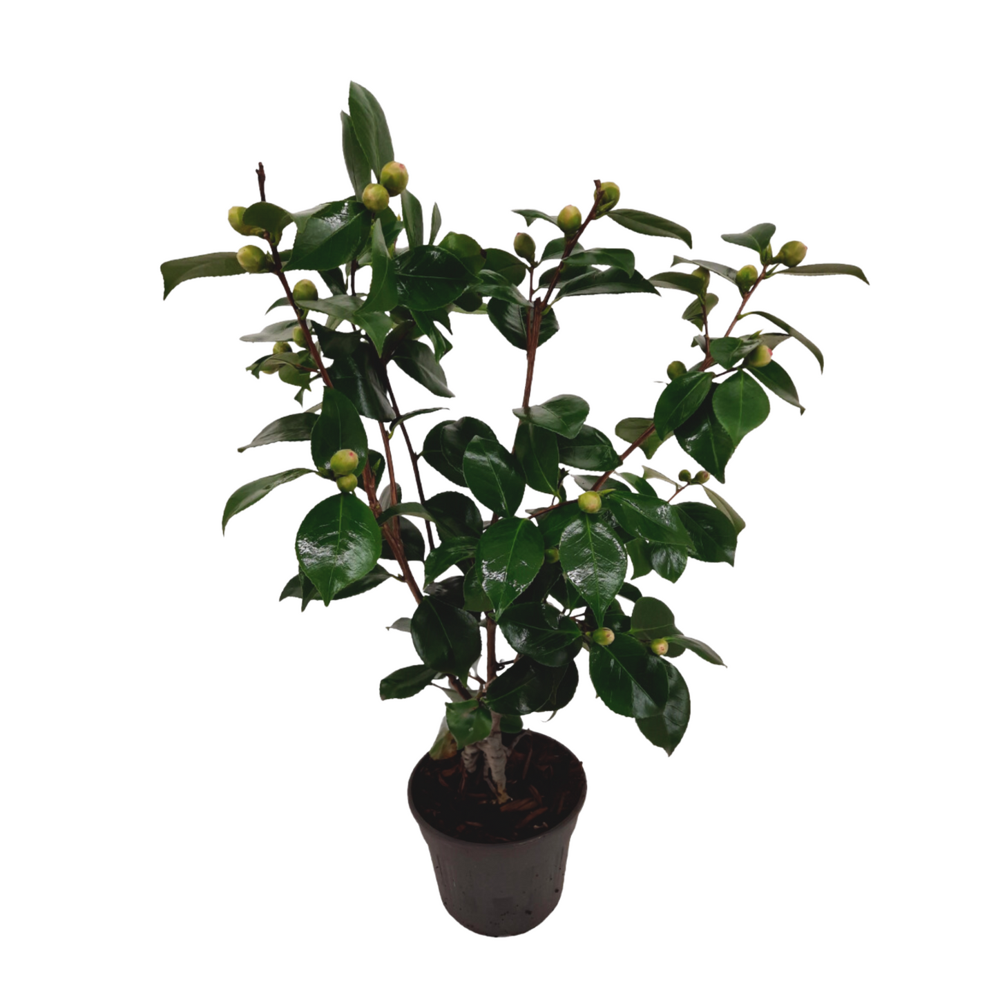 Camélia - Camellia japonica 'Bonomiana' - Hauteur 50-60cm - ⌀15cm - TD Plantz