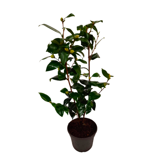 Japanese camellia - Camellia japonica 'Brush Field' - Height 50-60cm - ⌀15cm