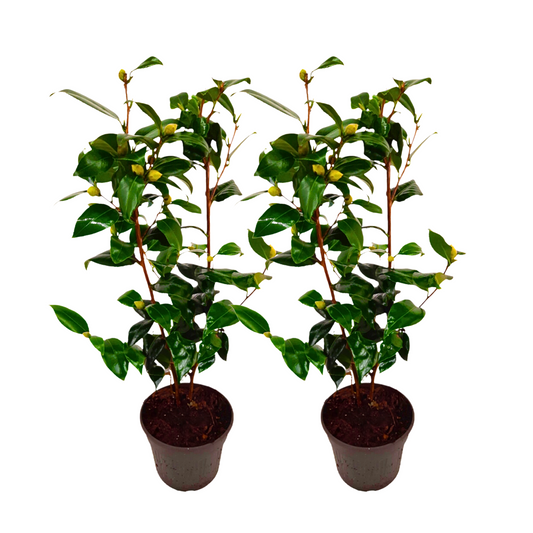 Japanese camellia - 2 pcs. - Camellia japonica 'Brush Field' - H50-60cm - ⌀15cm