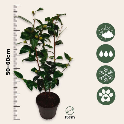 Camélia - Set de 2 - Camellia japonica 'Brush Field' - Hauteur 50-60cm - ⌀15cm