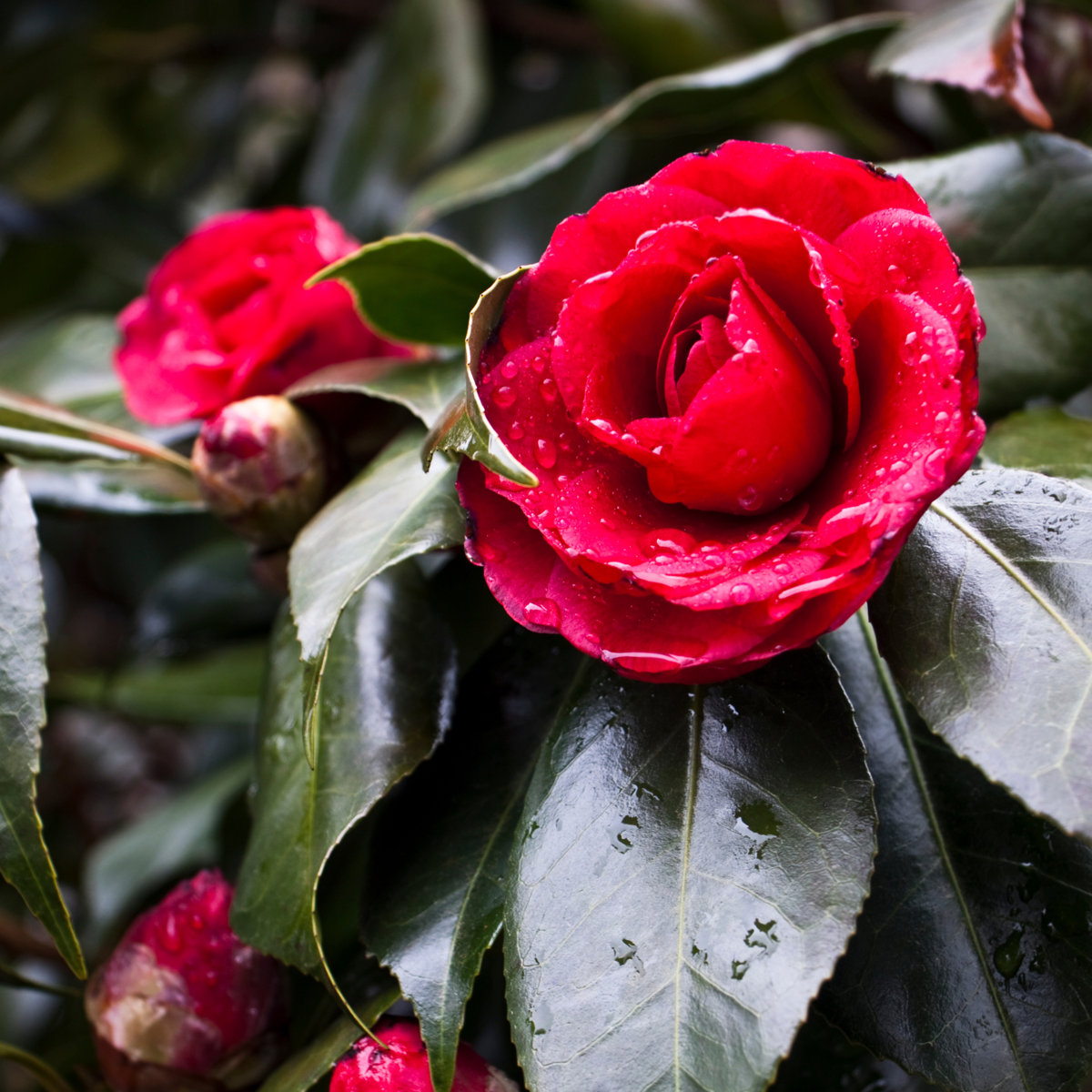 Camélia - Camellia japonica 'Lady Campbell' - Hauteur 50-60cm - ⌀15cm