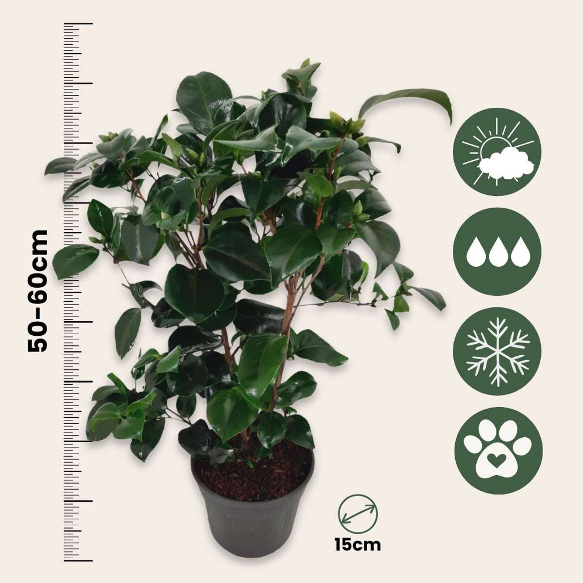 Camélia - Set de 2 - Camellia japonica 'Lady Campbell' - Hauteur 50-60cm - ⌀15cm