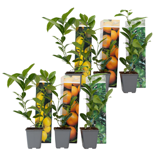 Citrus Mix - 6 pcs. - Citrus limon - Height 25-40cm - ⌀9cm