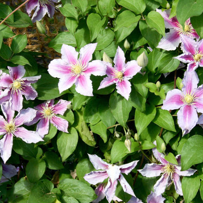 Clématite - Set de 6 - Clematis hybrid - Hauteur 25-40cm - ⌀9cm