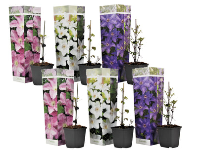 Clématite - Set de 6 - Clematis hybrid - Hauteur 25-40cm - ⌀9cm