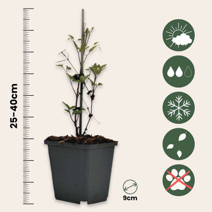 Clématite - Set de 6 - Clematis hybrid - Hauteur 25-40cm - ⌀9cm