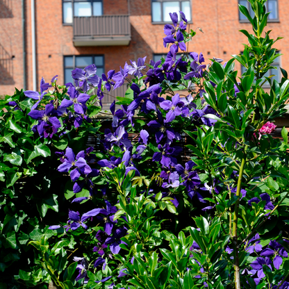 Clématite - Set de 3 - Clematis 'The President' - Hauteur 25-40cm - ⌀9cm