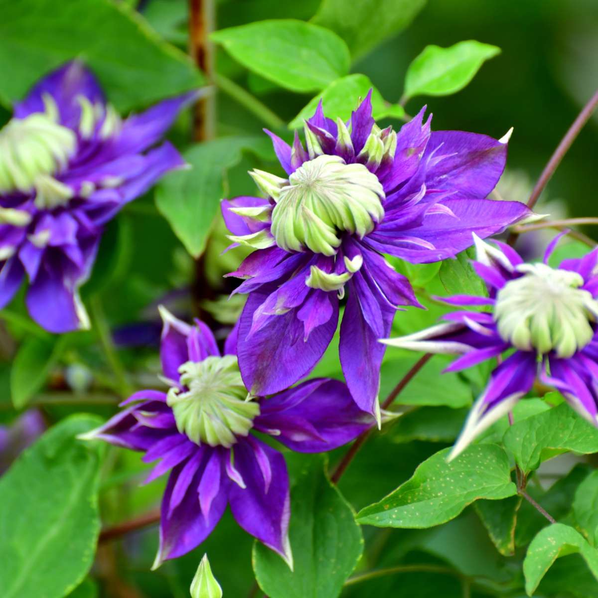 Clématite - Set de 4 - Clematis hybrid 'Taiga' - Hauteur 25-40cm - ⌀9cm