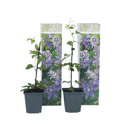 Clématite - Set de 2 - Clematis hybrid 'Taiga' - Hauteur 25-40cm - ⌀9cm